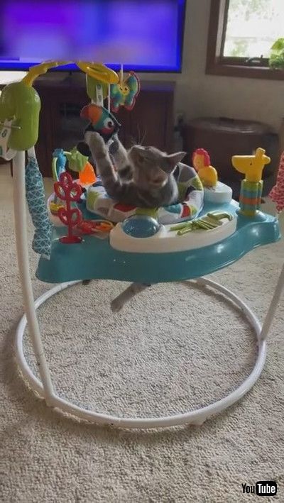 uCute Kitty Plays in Baby Bouncer || ViralHogv
