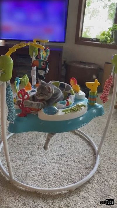 uCute Kitty Plays in Baby Bouncer || ViralHogv