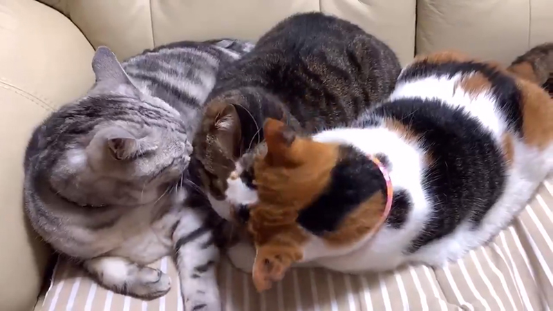 病院を頑張った後輩猫に 先輩猫2匹が寄り添い ペロペロといたわる姿に 尊い 実に平和だ の声 ねとらぼ 病院を頑張った後輩猫に 先輩猫2匹が寄り添い ペロペロといたわる姿に 尊い 実に平和だ の声 ねとらぼ