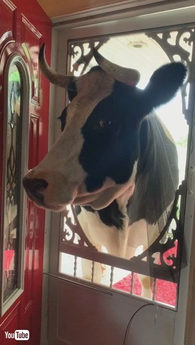 uLonely Cow Breaks Door to Be Closer || ViralHogv