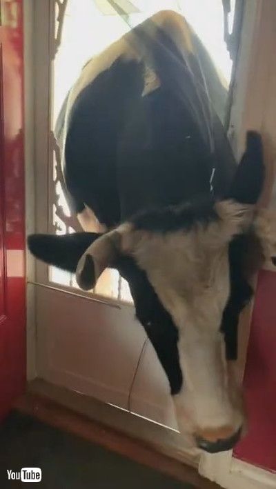 「Lonely Cow Breaks Door to Be Closer || ViralHog」