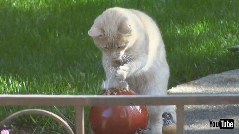 uCat Plays With Water From Fountain By Placing Their Paw On Top Of It - 1180400v