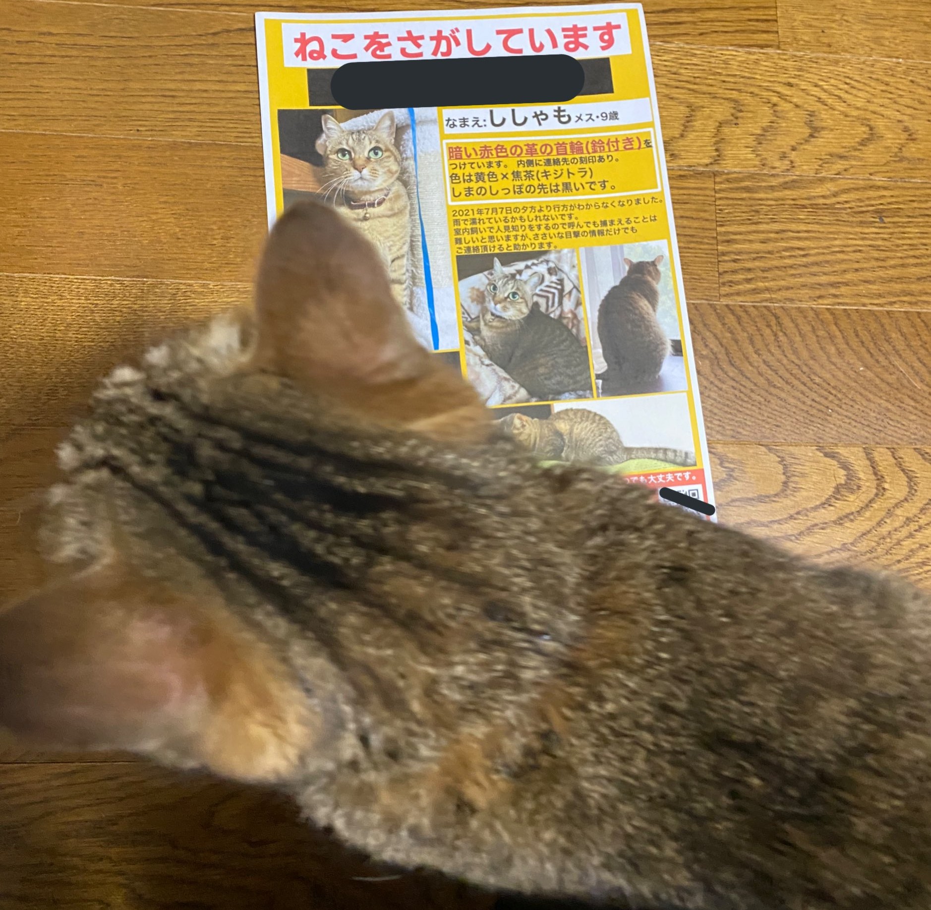 愛猫が脱走 徹夜で泣きながら迷い猫ポスターを作り終えると 何食わぬ顔で朝帰りした姿に飼い主号泣 1 2 ページ ねとらぼ