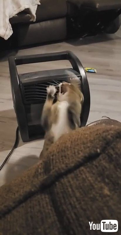 猫 にゃろーっ 出てこいニャア 扇風機の風と全力バトルする猫ちゃんに笑ってしまう 1 2 ページ ねとらぼ