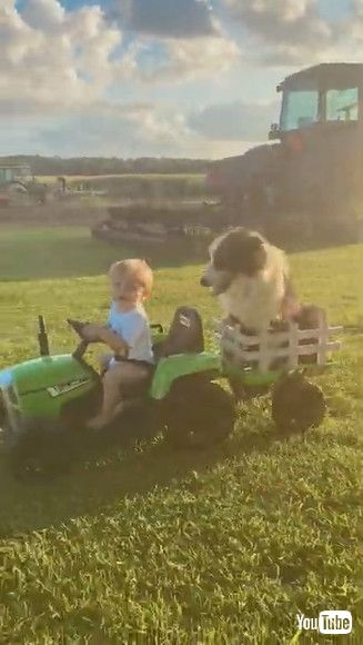 uBoy and His Dog Ride Around in Toy Tractor || ViralHogv