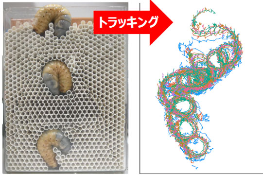 カブトムシの幼虫はどうやって穴を掘るのか 阪大が世界初の解明 固い土をでんぐり返しで削って進む ねとらぼ