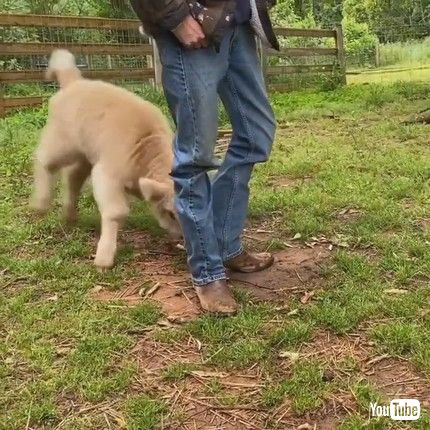 uPlayful Calf Gives Owner's Legs A Bonk || ViralHogv