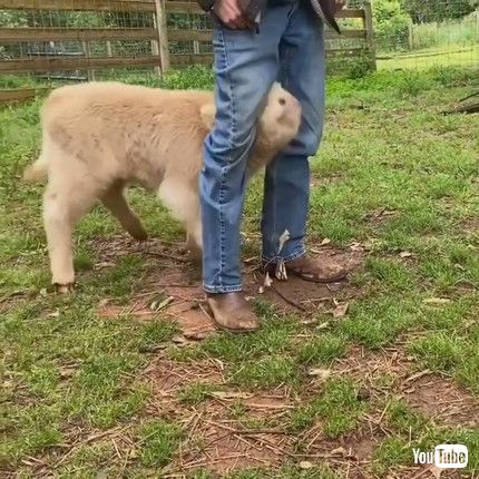 uPlayful Calf Gives Owner's Legs A Bonk || ViralHogv