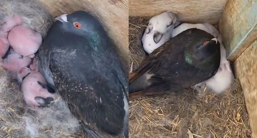 赤ちゃんウサギの世話をするハト 大きくなってもあたため続ける姿に愛があふれている 1 2 ページ ねとらぼ