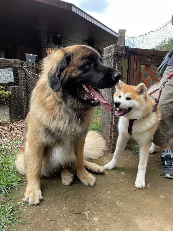 秋田犬が小さく見える カッコイイ 大きなドイツ犬に圧倒される秋田犬の姿に驚きの声続々 ねとらぼ 秋田犬が小さく見える カッコイイ 大きなドイツ犬に圧倒される秋田犬の姿に驚きの声続々 ねとらぼ