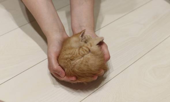 猫 アンモニャイト 手のひらサイズ とんかつちゃん