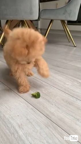 Battles Broccoli