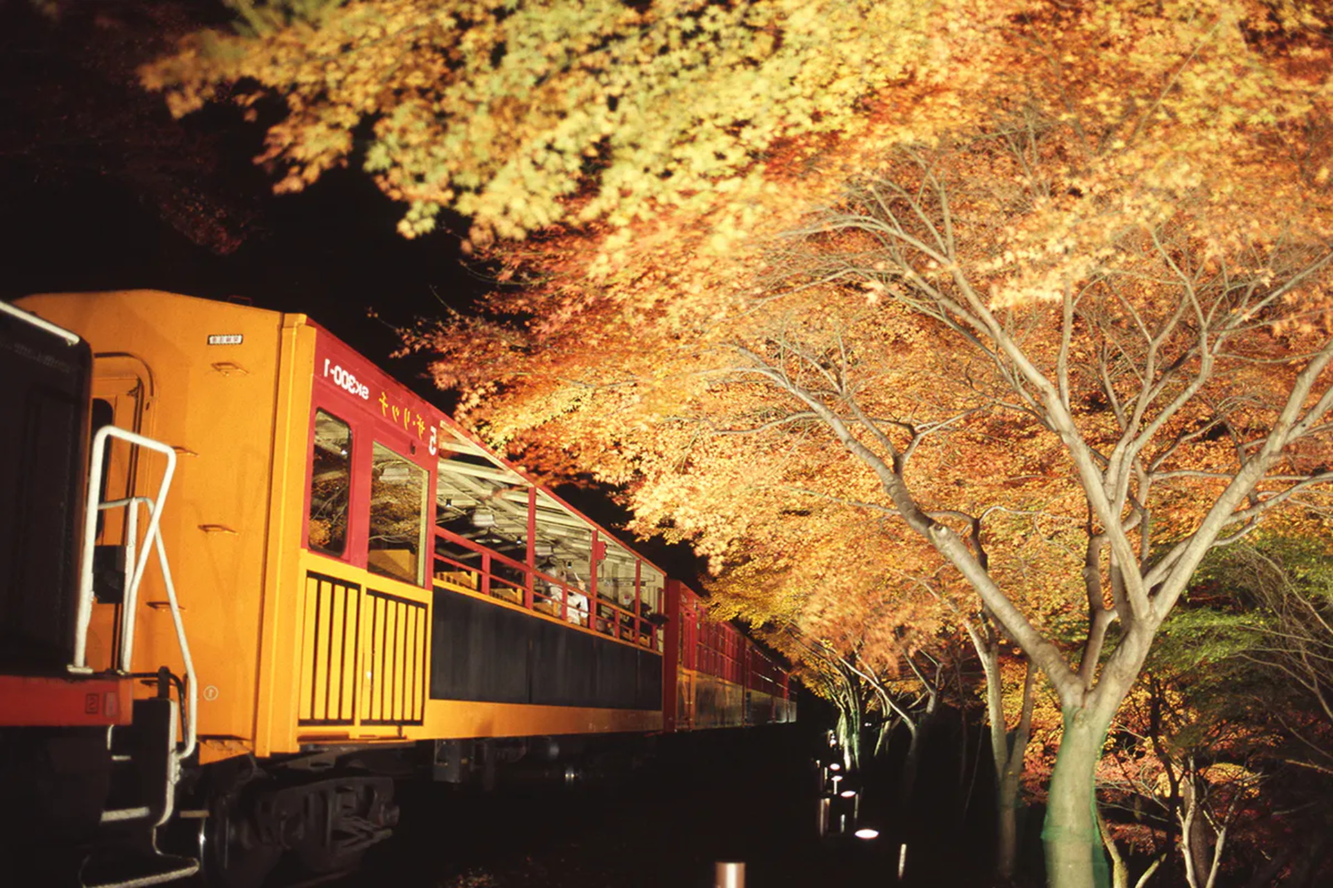 今こそ感動と喜びを 嵯峨野トロッコ列車の 沿線紅葉ライトアップ 強化プロジェクトが熱い クラファンで応援者募る ねとらぼ