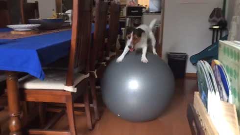 バランスボール 乗る 犬 ドッグ パルクール