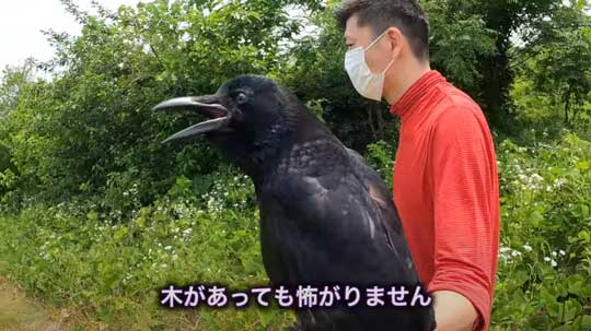 保護したカラスと日光浴に行ったけど パパから離れたくないよ とすぐ戻ってくるハシボソガラスさん ねとらぼ