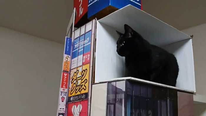 新宿の“巨大ネコ”を黒猫で再現したら…… 飛び出すリアル猫に「天才