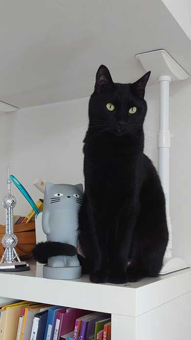 新宿 巨大ネコ 再現 飛び出して見える ミニチュア 黒猫 本物