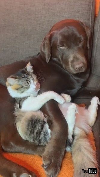 「Dog and Cat Cuddle Up On Couch || ViralHog」