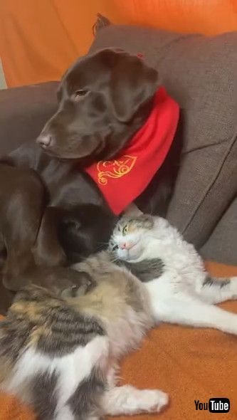 uDog and Cat Cuddle Up On Couch || ViralHogv