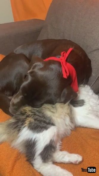 uDog and Cat Cuddle Up On Couch || ViralHogv