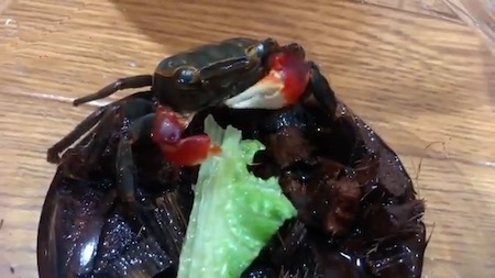 お行儀がよすぎる ずっと見ちゃう かわいい カニさんのお食事風景が 中毒性が高い と話題に ねとらぼ