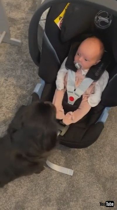 uBaby Drops Pacifier in Shock Over Seeing Pet Dog For First Time - 1213981v