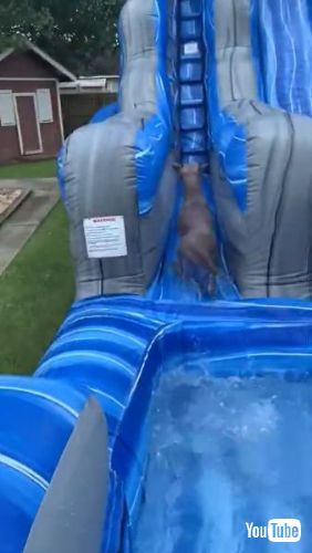 Plunge Down Waterslide