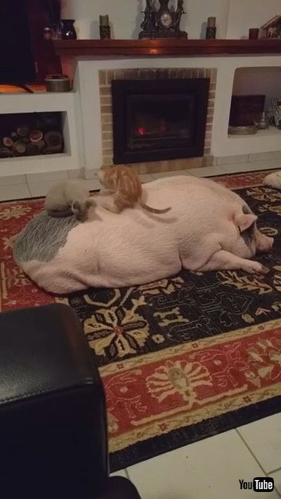 「Rambunctious Kitties Play on a Pig || ViralHog」