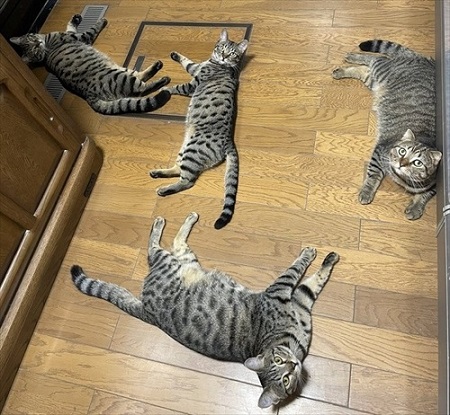 キッチンを占拠する猫ちゃんたち