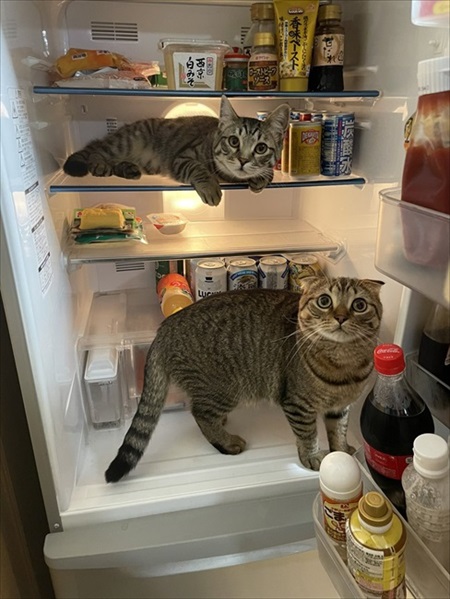 キッチンを占拠する猫ちゃんたち