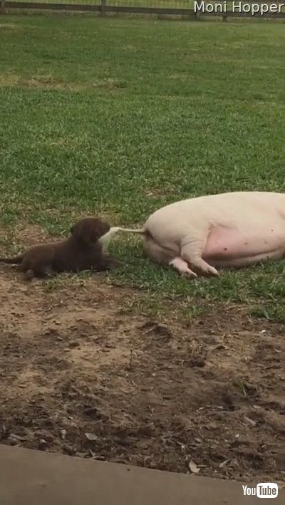 uTail Pulling Puppy Pesters Pot-Bellied Pig || ViralHogv