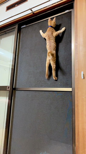 ネコニンジャだ！！」「夏の風物詩ですね」 網戸に垂直にはりつくネコ 