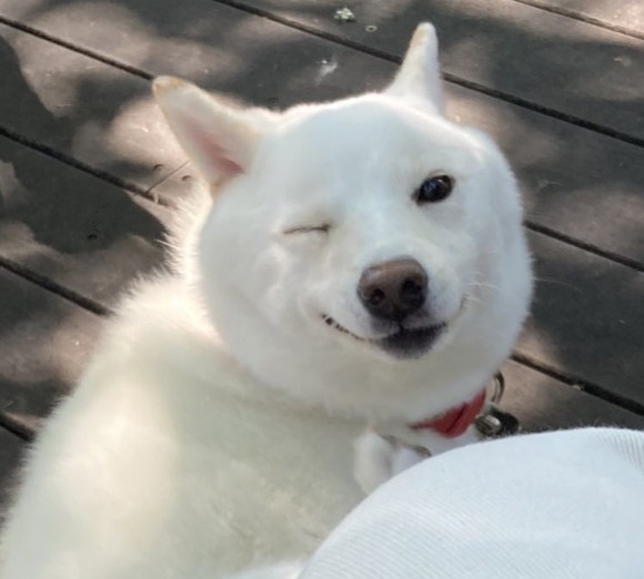 柴犬さんが振り返ってウインク キュートな決め顔に 器用 ほれちゃう の声 ねとらぼ 柴犬さんが振り返ってウインク キュートな決め顔に 器用 ほれちゃう の声 ねとらぼ