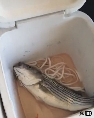 uLittle Girl Gets Upset At Father For Trying To Eat Fish - 1213282v