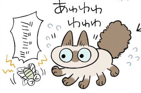 セミファイナル シャム猫 あずきさん 保護猫 漫画