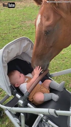 uBaby Boy Meets Horse for the First Time || ViralHogv