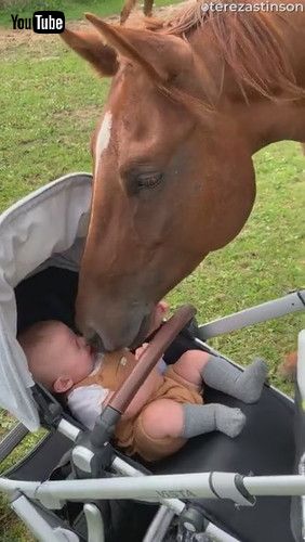 uBaby Boy Meets Horse for the First Time || ViralHogv