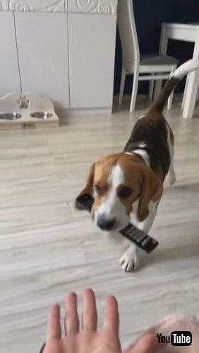 uBeagle Fetches Remote || ViralHogv