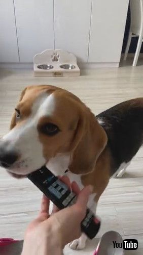 uBeagle Fetches Remote || ViralHogv