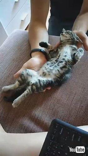 uSleepy Kitten Carried to Couch || ViralHogv