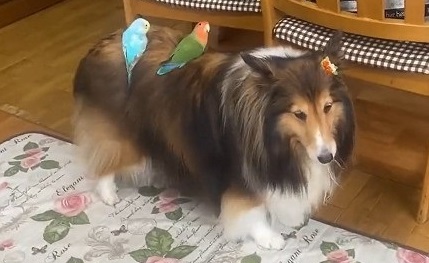 ワンワンバス 出発進行 インコの乗客を乗せて遊ぶワンコに 仲良しですね トトロの世界 の声 ねとらぼ