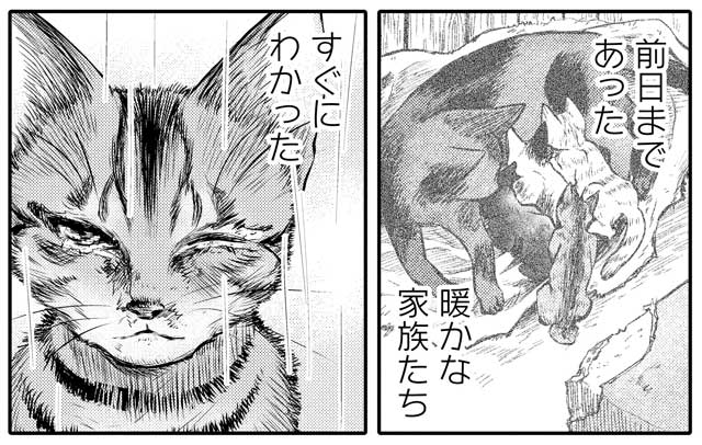 幸せを願う捨て猫の運命は 悲しい前世の記憶を持つ子猫と優しい少女の出会いを描いた漫画に涙がこぼれる 1 2 ページ ねとらぼ