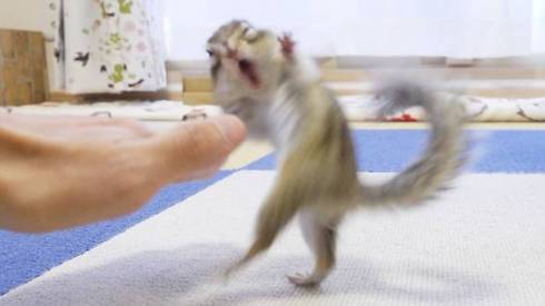 シマリス界に ますだおかだ あらわる 躍動感あふれる ウワォ がかわいくて顔がほころぶ ねとらぼ