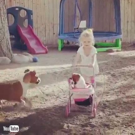 uBoxer Puppies Play with Stroller || ViralHogv