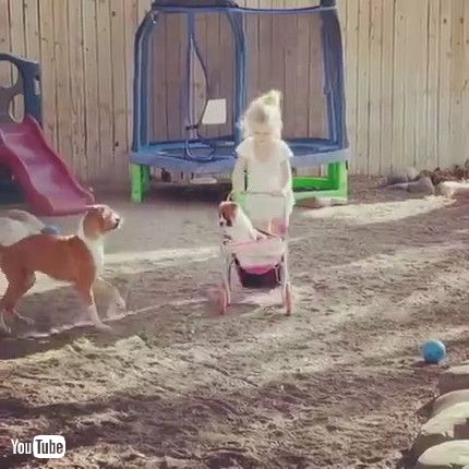 uBoxer Puppies Play with Stroller || ViralHogv