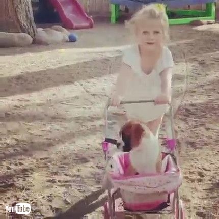 uBoxer Puppies Play with Stroller || ViralHogv