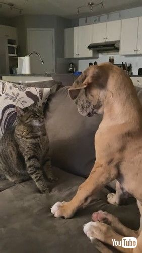 uCat and Dog Pals Pester with Paws || ViralHogv