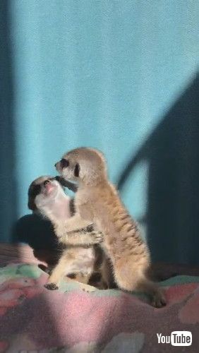 uMiniature Meerkat Babies || ViralHogv