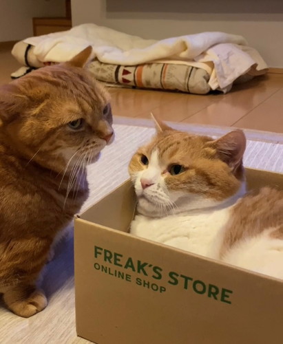 段ボールでくつろぐ妹猫に 兄猫が近付くと く くさいにゃ な面白顔がかわいい ねとらぼ 段ボールでくつろぐ妹猫に 兄猫が近付くと く くさいにゃ な面白顔がかわいい ねとらぼ