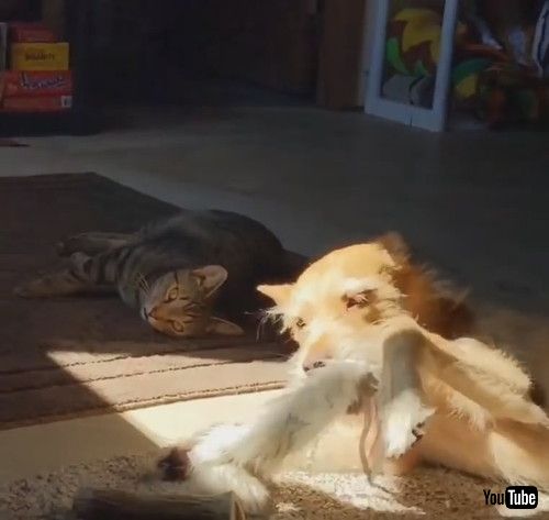 uPet Dog Gets Hit by House Cat While Sleeping Peacefully - 1217576v